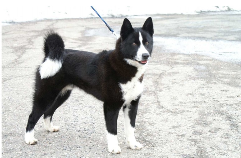 Standard du Chien d